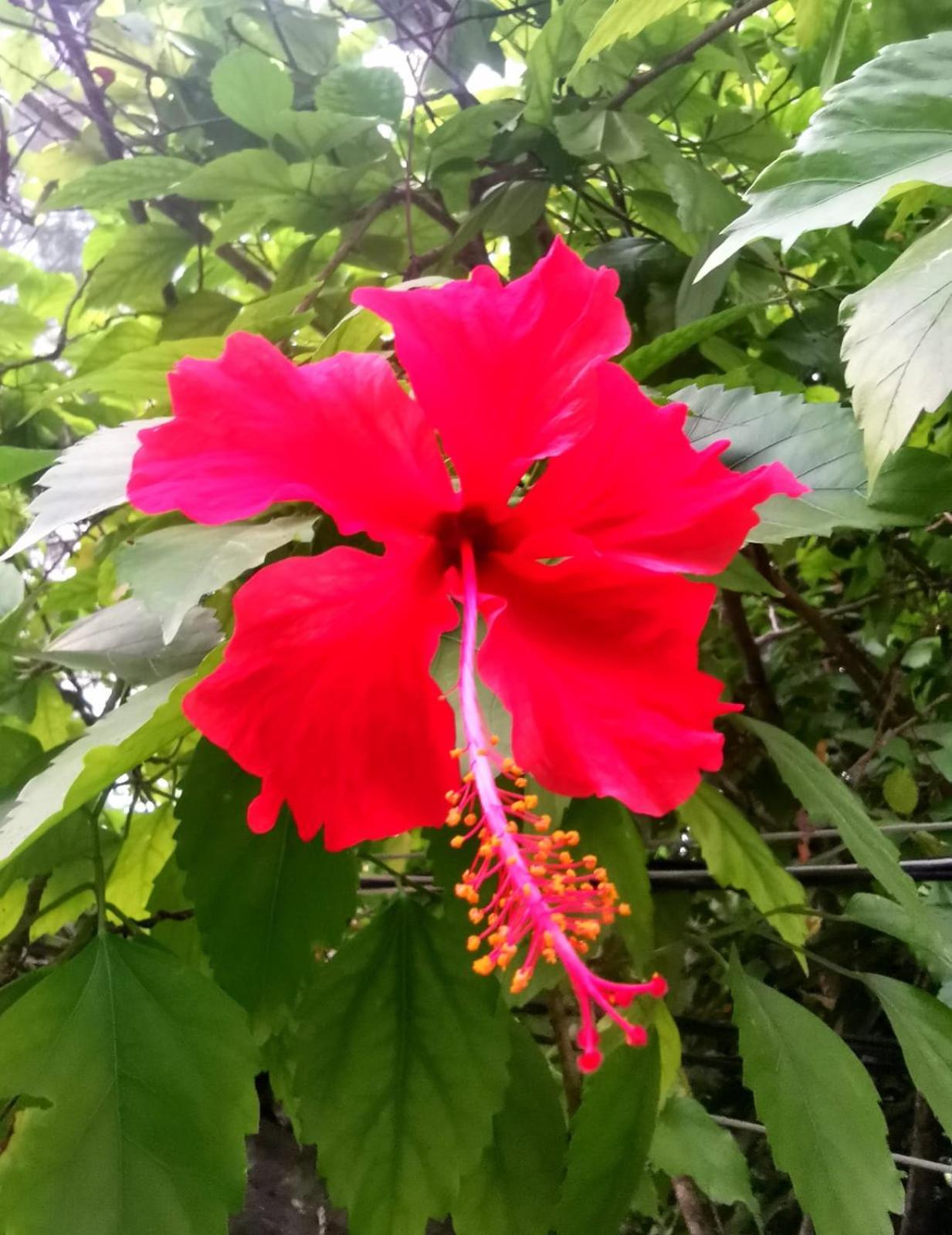 Exotic House Villa Gili Meno Dış mekan fotoğraf