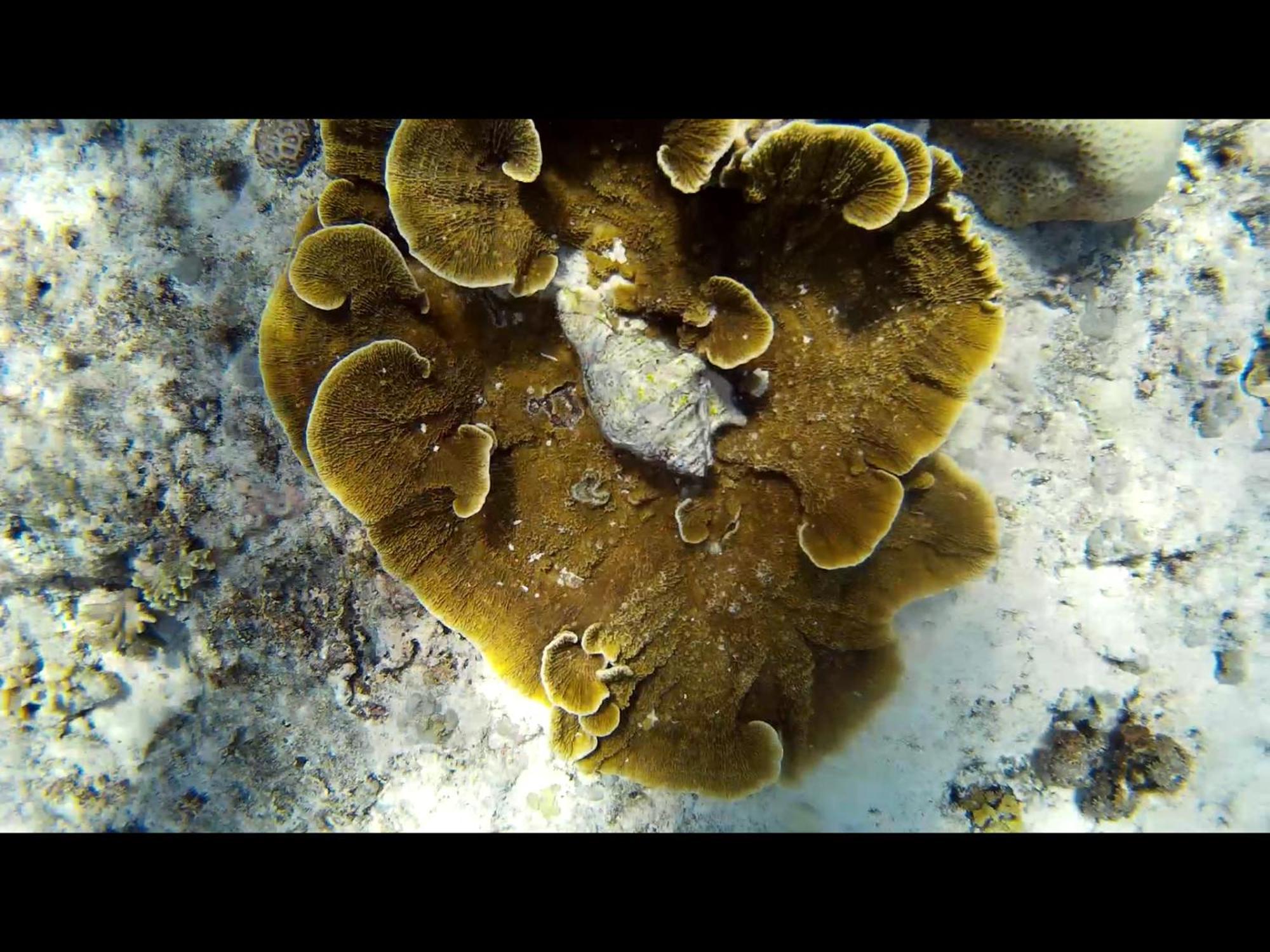 Exotic House Villa Gili Meno Dış mekan fotoğraf